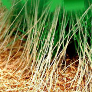 Barreiras e Requisitos para Exportar Plantas
