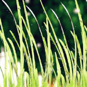 Plantas que Reduzem Custos Operacionais