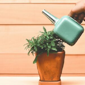 Lucro com Plantas de Crescimento Rápido